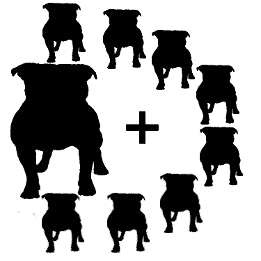 single dog registration