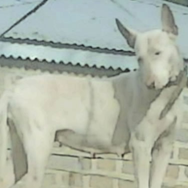 Khowaty Bull Terrier