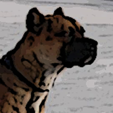 Alano Español / Spanish Bulldog