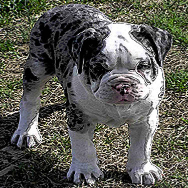 Alapaha Blue Blood Bulldog
