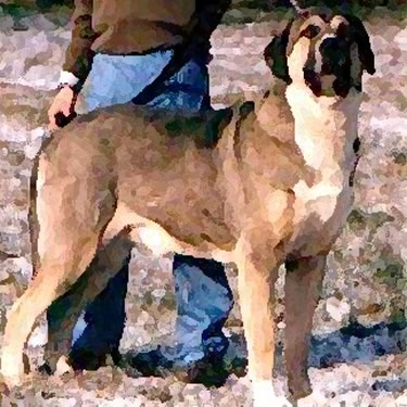 Alp Mastiff / Cane Garouf