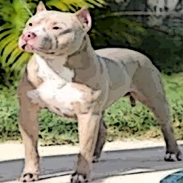 American Pit Bull Terrier