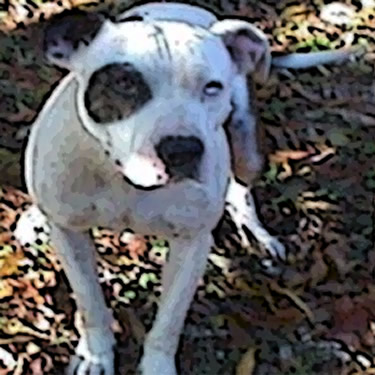 American Staffordshire Terrier