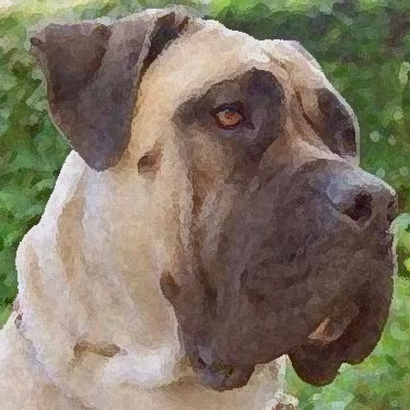 Boerboel / South African Mastiff