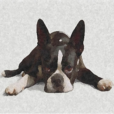 Boston Terrier