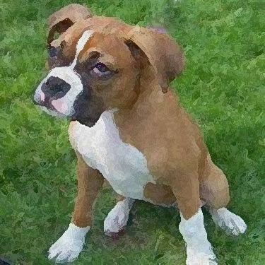 Boxer