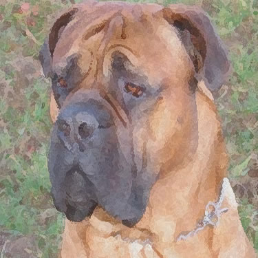Brazilian Bullmastiff