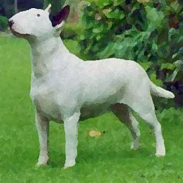 Bull Terrier