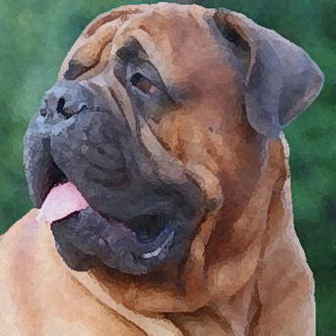 Bullmastiff