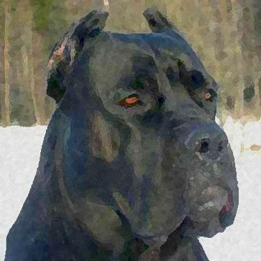 Cane Corso / Italian Mastiff
