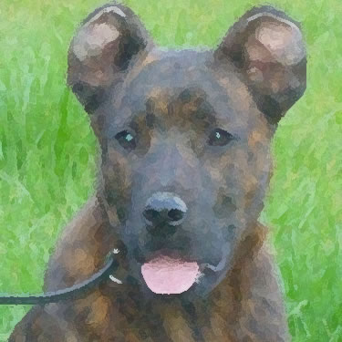 Cão de Fila de São Miguel