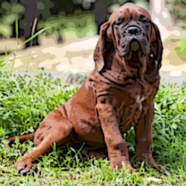 Dosa Inu / Korean Mastiff