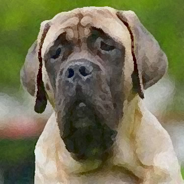 English Mastiff