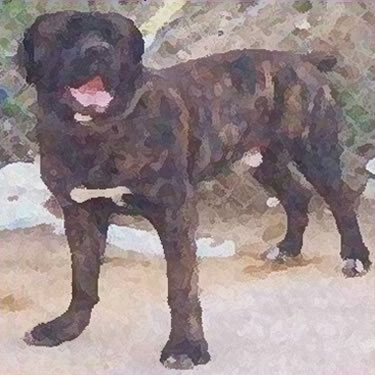 Gran Mastín de Borínquen / Puerto Rican Mastiff