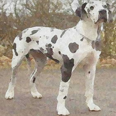 Great Dane / German Mastiff