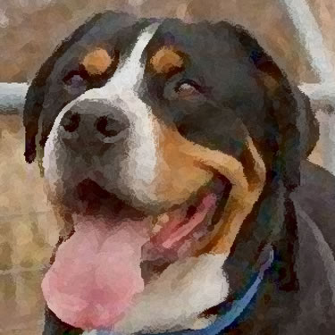 Greater Swiss Mountain Dog