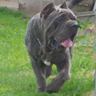 Neapolitan Mastiff / Mastino Napoletano