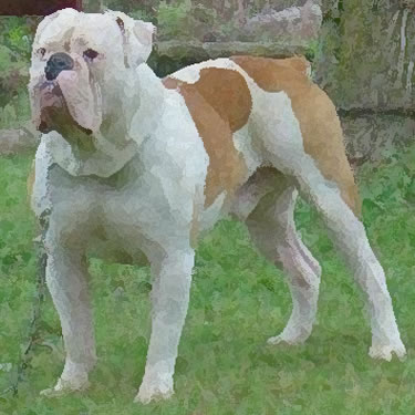 Olde English Bulldogge