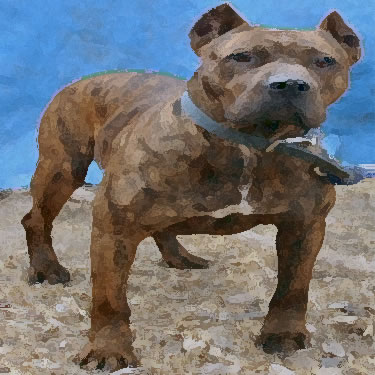 Presa Canario / Perro de Presa Canario