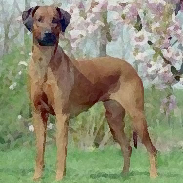 Rhodesian Ridgeback