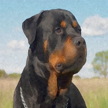 Rottweiler