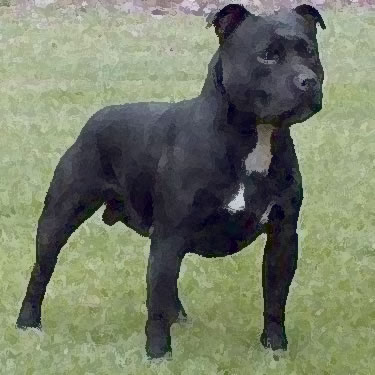 Staffordshire Bull Terrier