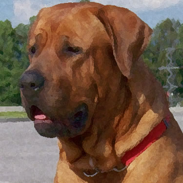 Tosa Inu / Japanese Mastiff