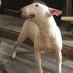 Bull Terrier