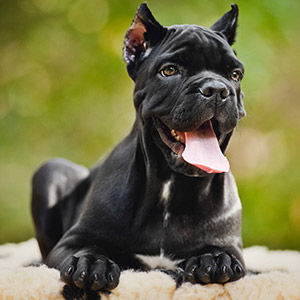 Cane Corso Italian Mastiff