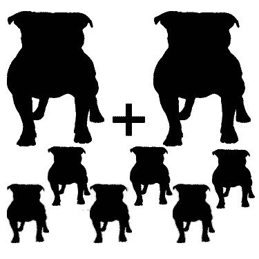 single dog registration